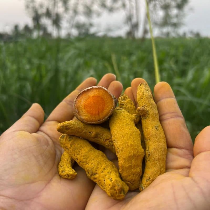 Dry Turmeric — view 1