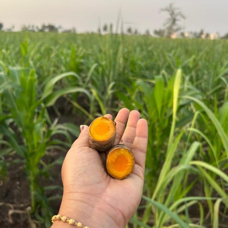 Fresh Turmeric — view 1